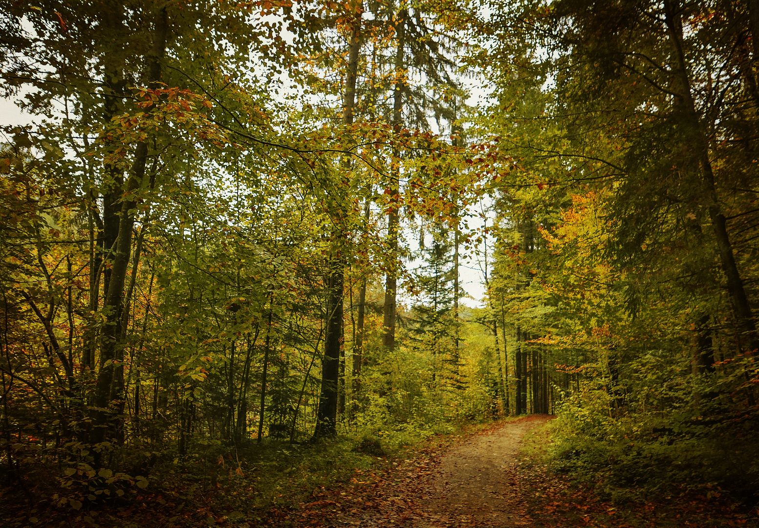 Wald